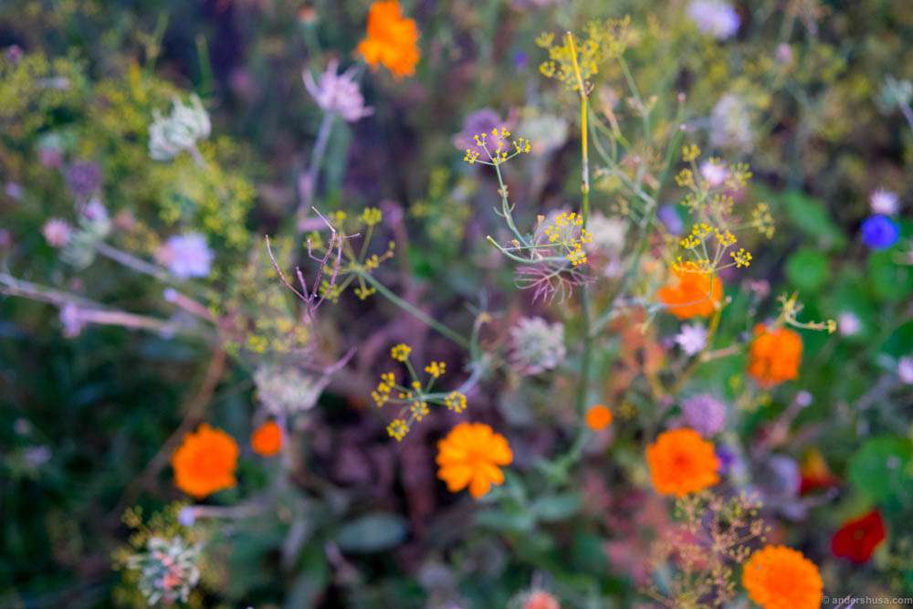 Flowers in the garden