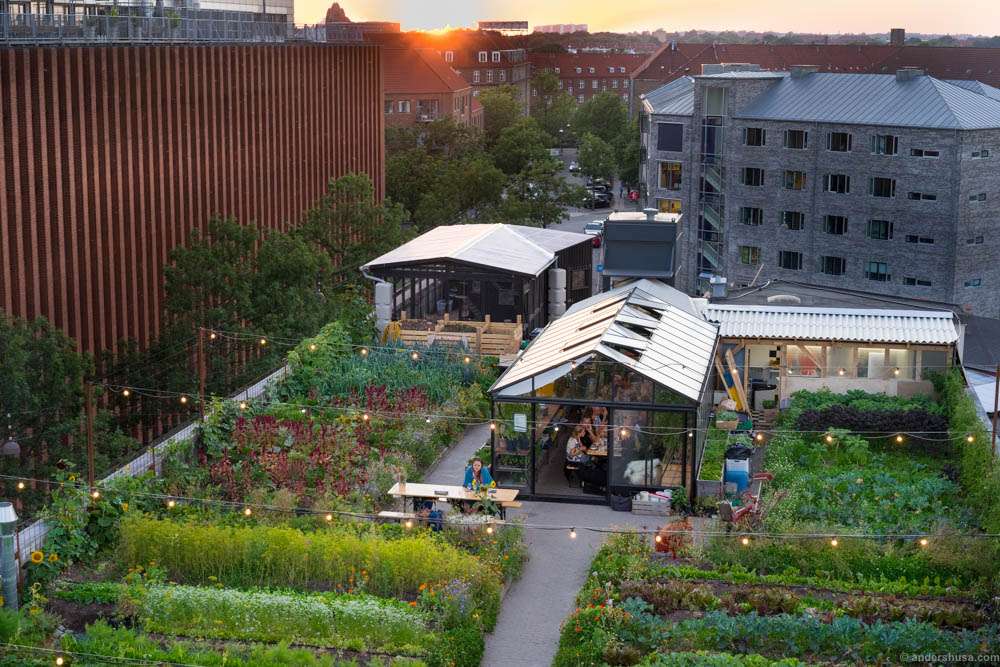 Stedsans at ØsterGRO. Clean, simple and local urban farming