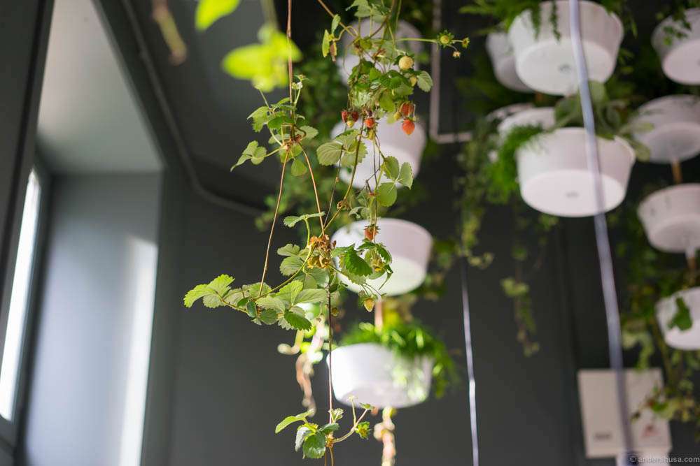 Plants in the ceiling