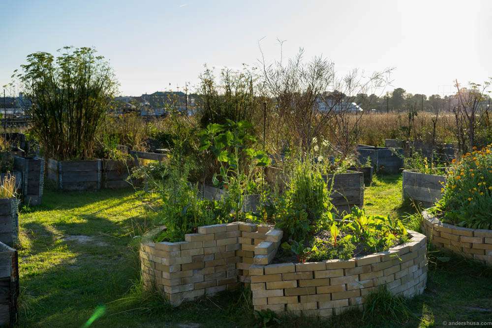 In the gardens of Amass they grow a lot of the herbs, flowers and vegetables they need