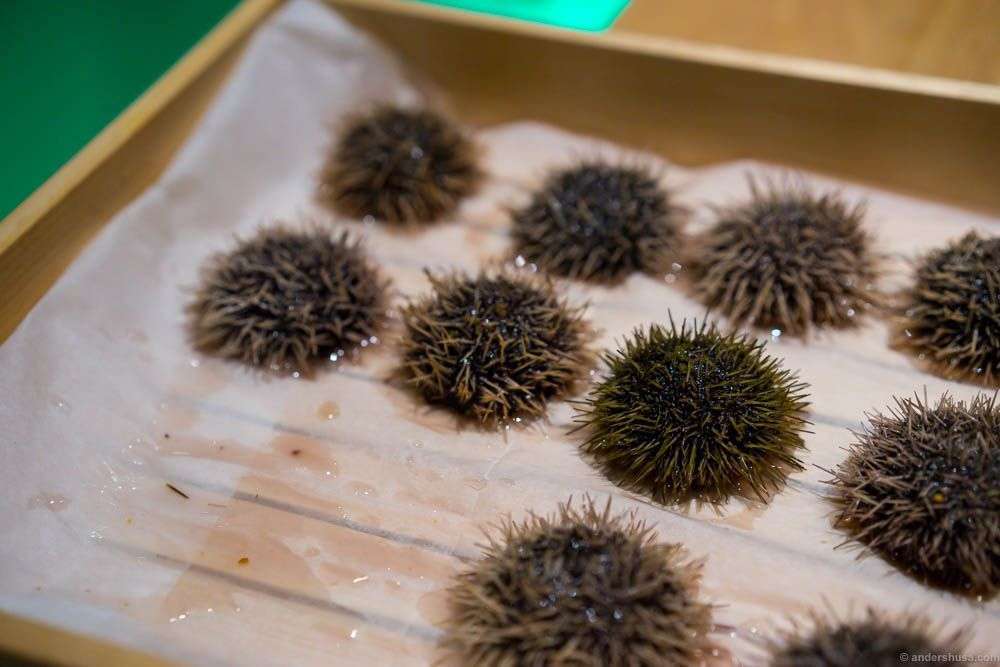 Sea urchins still alive