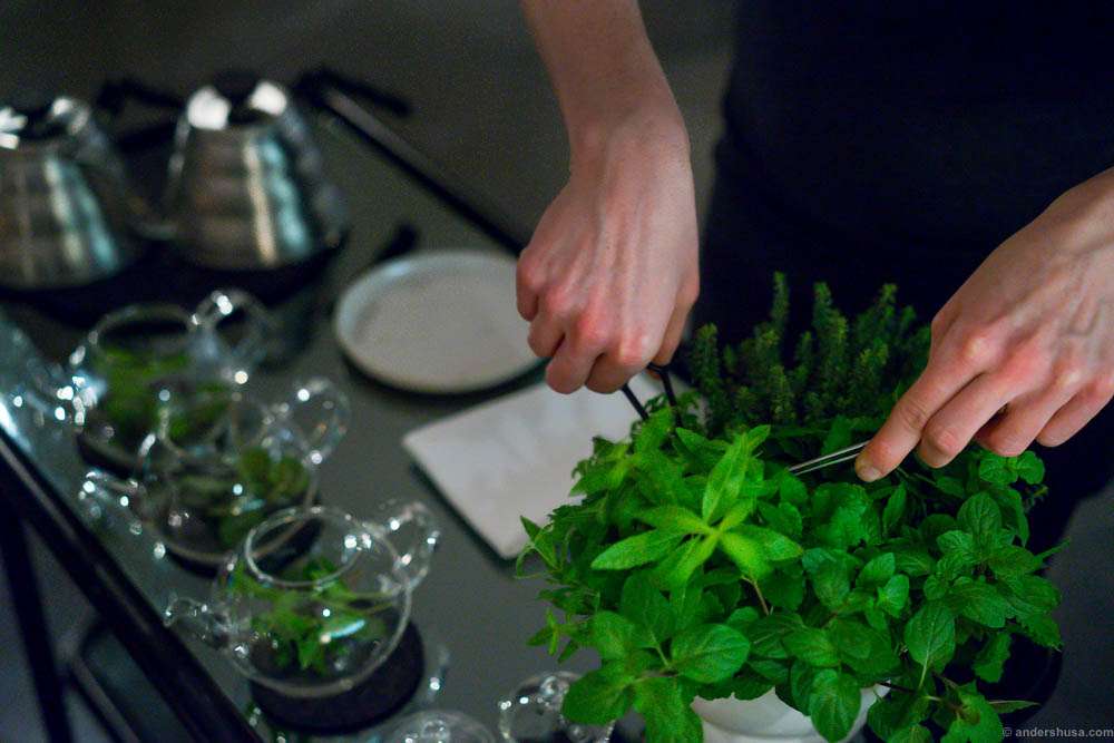 Time for tea. Helle cuts fresh herbs...