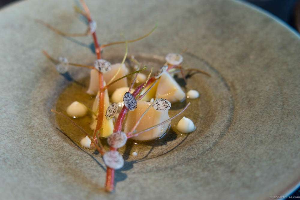 Scallops from Frøya grilled in their own shell, winter apples and celeriac