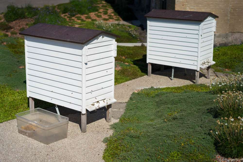 We had unexpected visitors inside the restaurant when the bees in these hives got a bit too excited over something