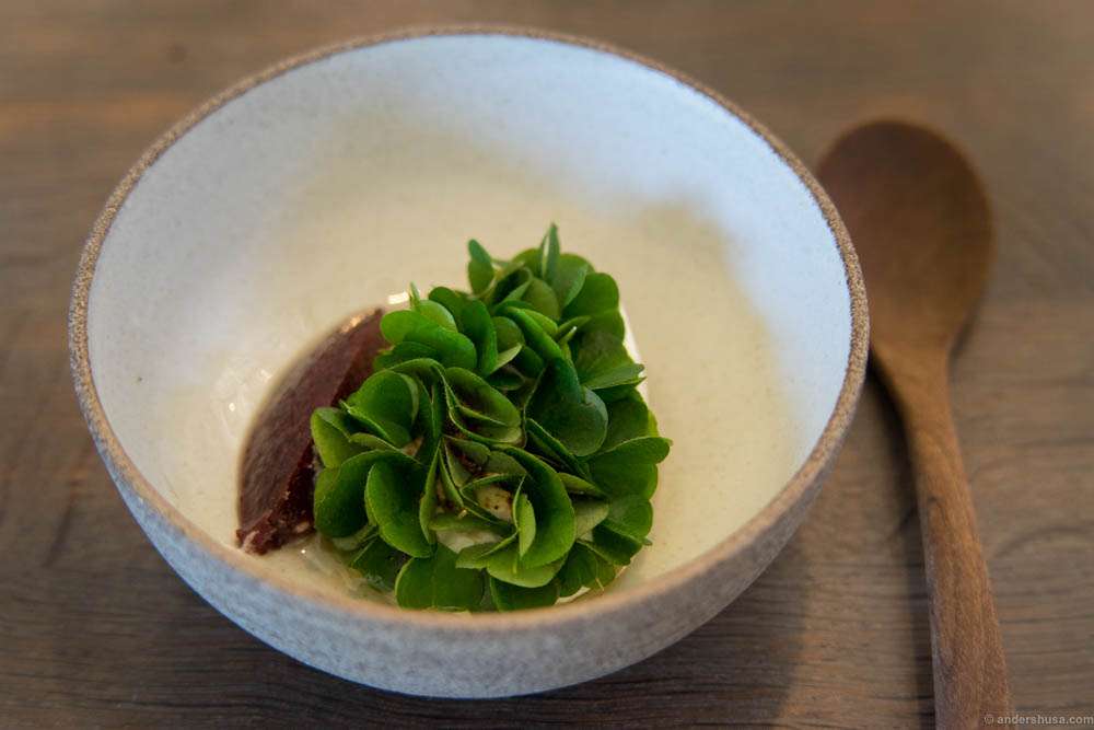 Black currant leave and sorrel