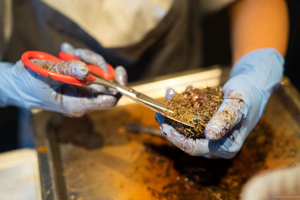 Cutting open the sea urchins