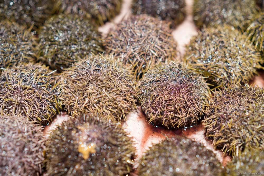 Fresh Norwegian sea urchins