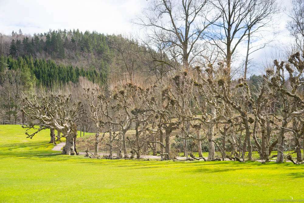 A path of trees leading up the farm