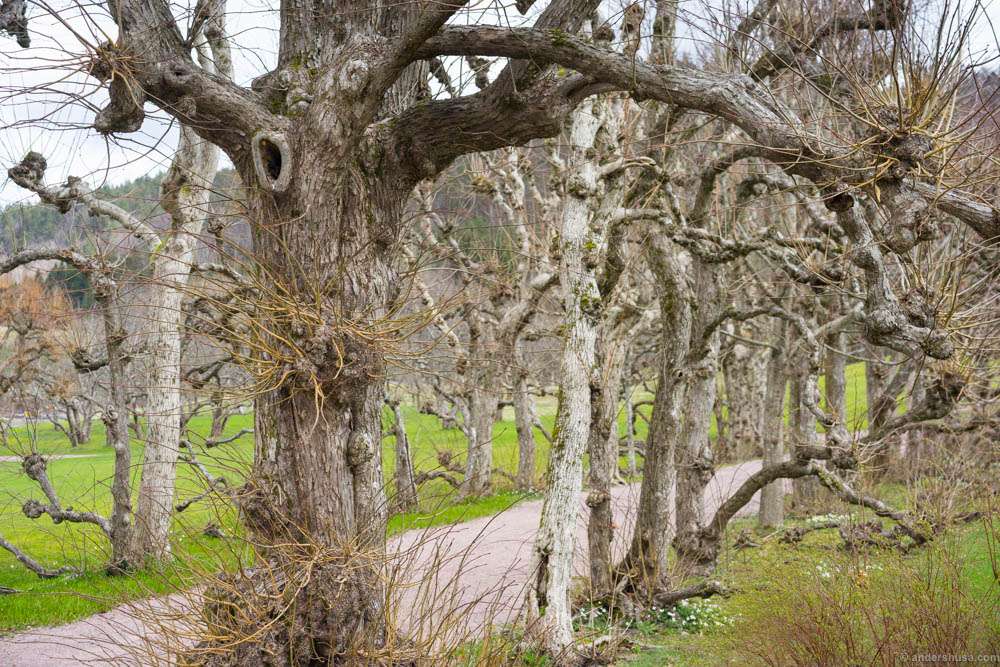 Bewitched trees