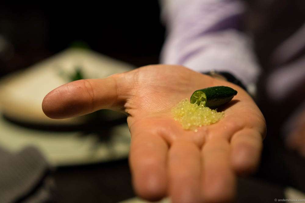Finger lime