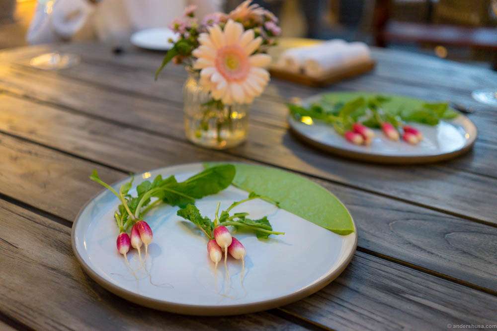 Radish with oyster and herb emulsion