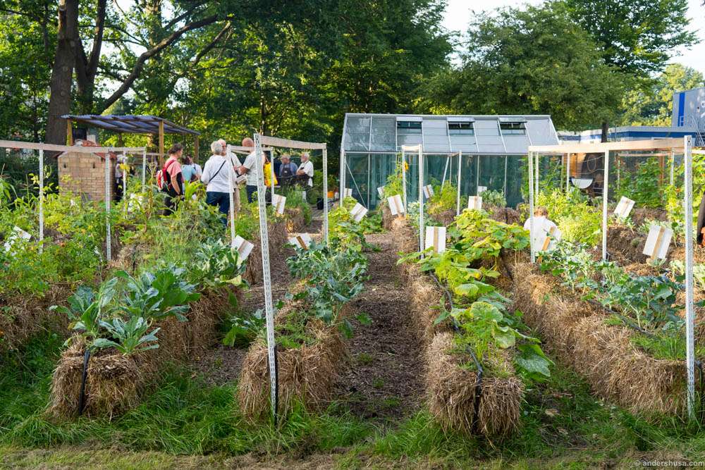 Vegetables, herbs and flowers of all kind are grown on straw bales