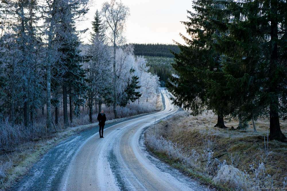 A walk in the Fäviken forest