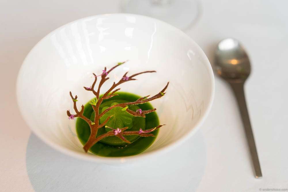 Wood sorrel & woodruff