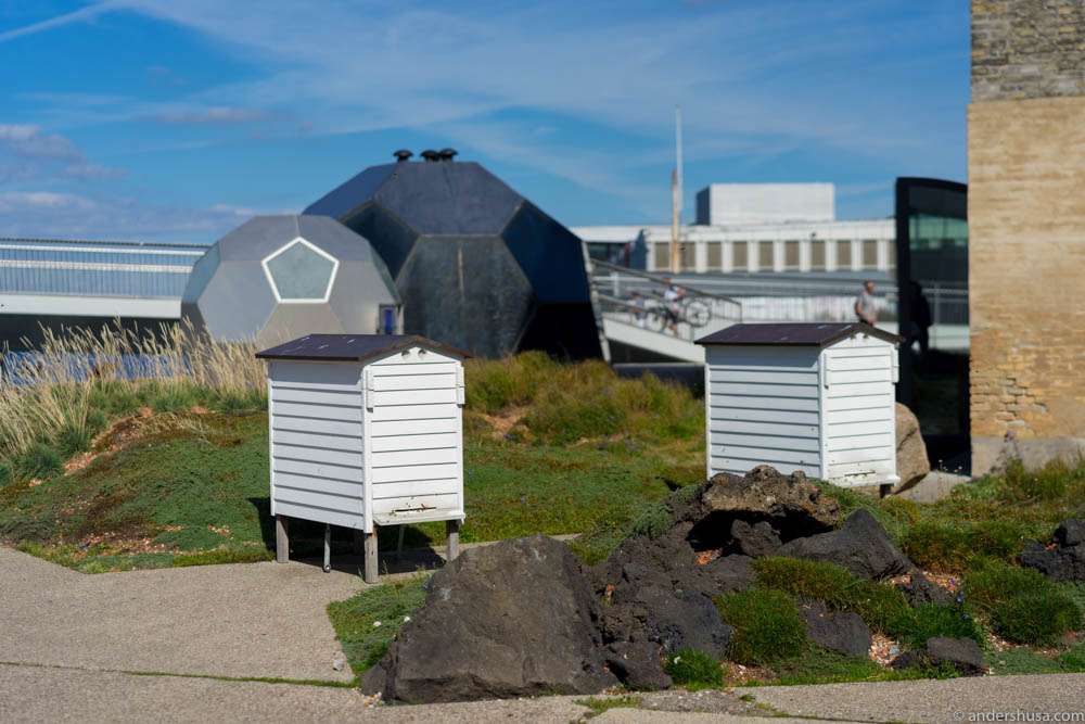 The Noma bees were cam this summer day