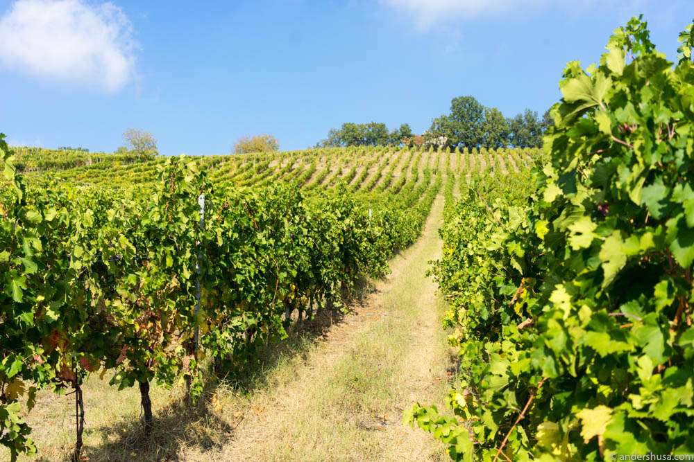 The Lamoretti vineyard