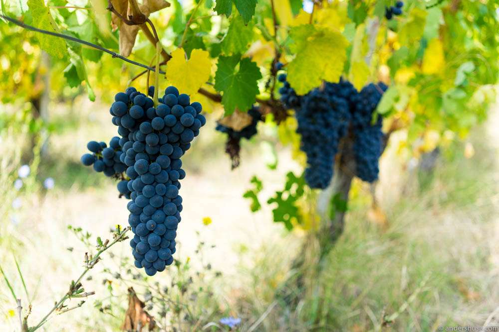 Lambrusco grape clusters