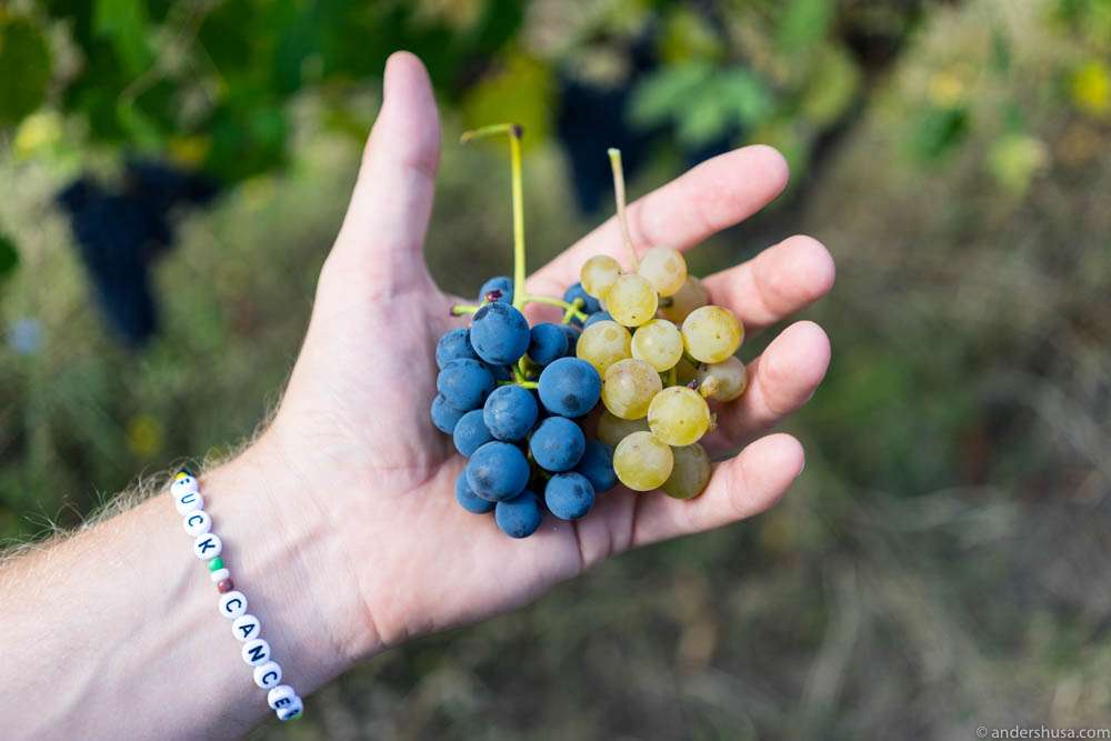 Lambrusco and Malvasia grapes