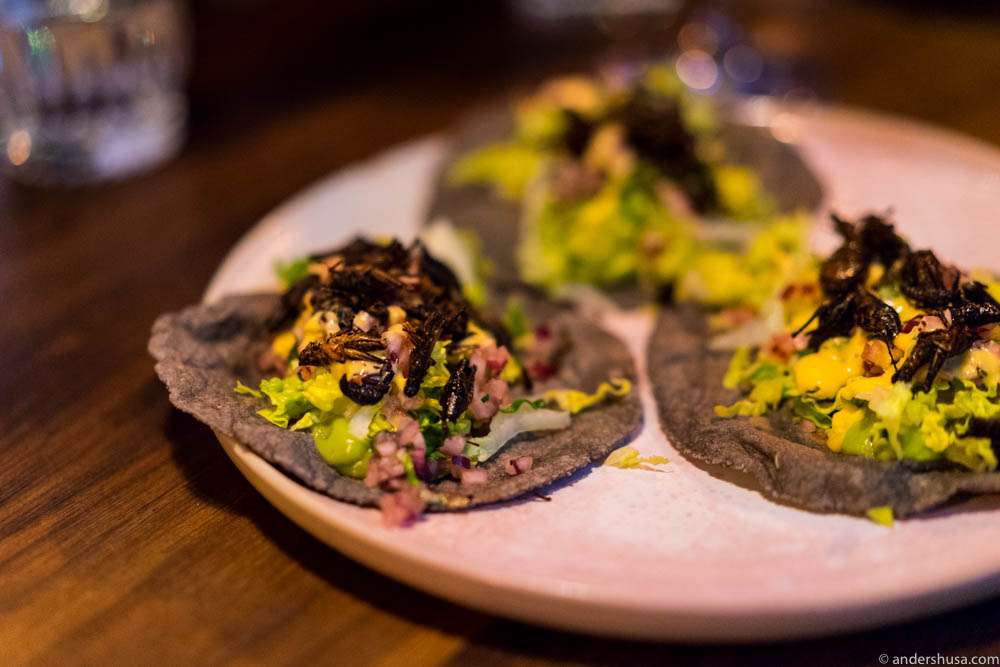 Blue corn tortillas with avocado and chapulines (grasshoppers)