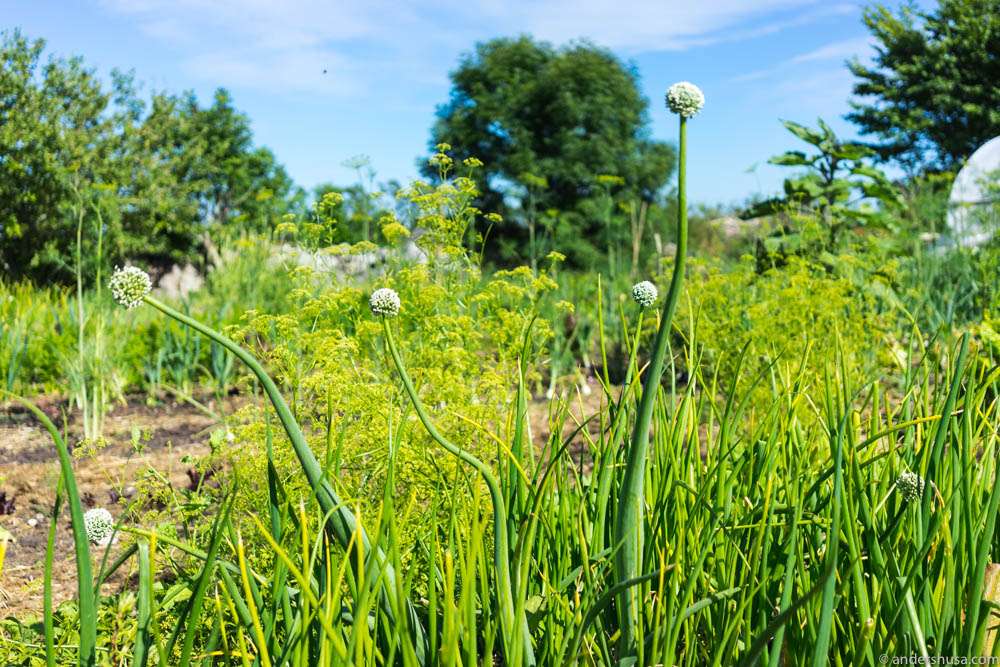 The gardens of the Yellow Hen