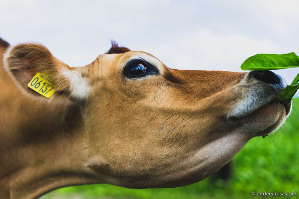 One of the Jersey cows