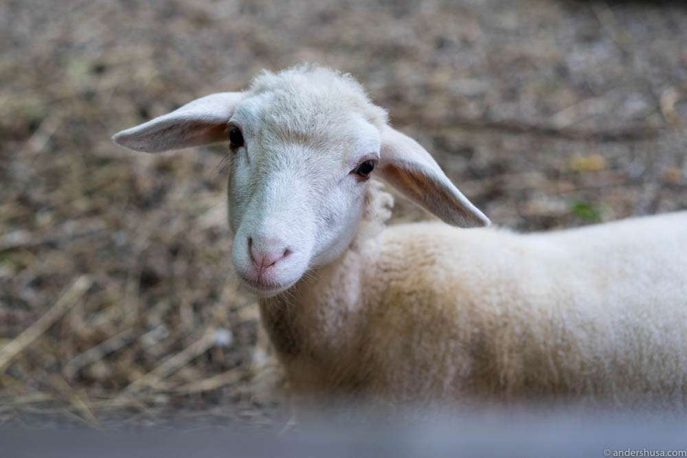 Lambs in the backyard of Taubenkobel