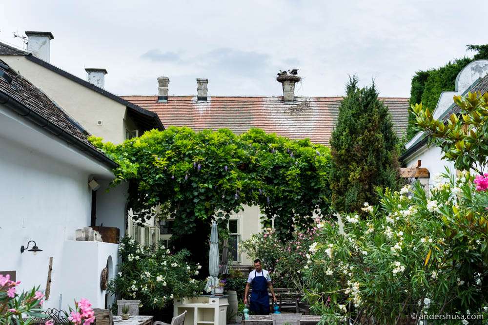 Storks on the rooftop of Gut Oggau