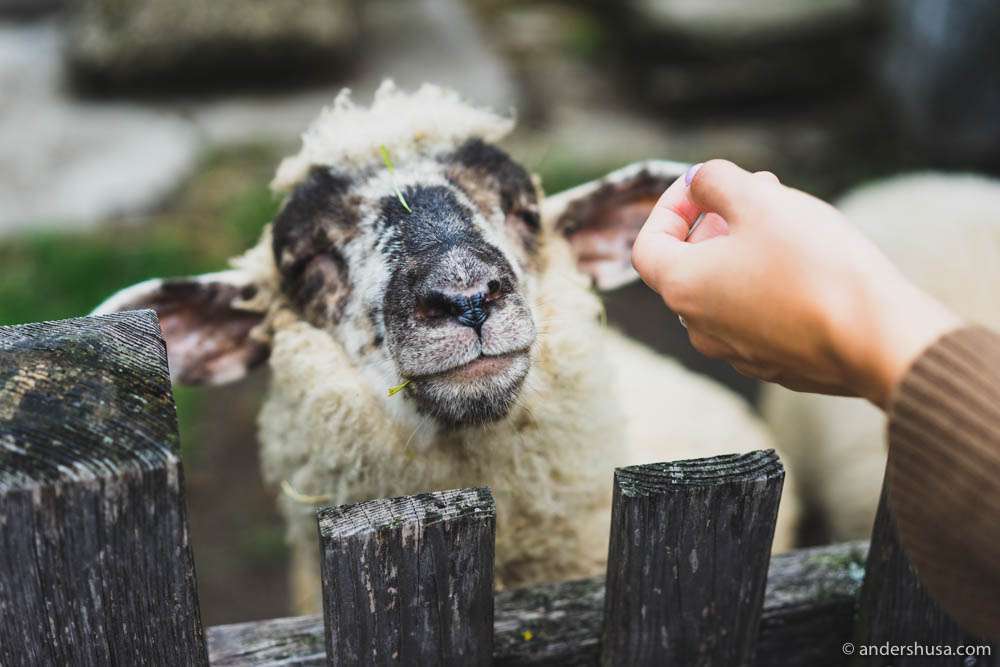The family sheep at Gut Oggau – he doesn't have his own label yet
