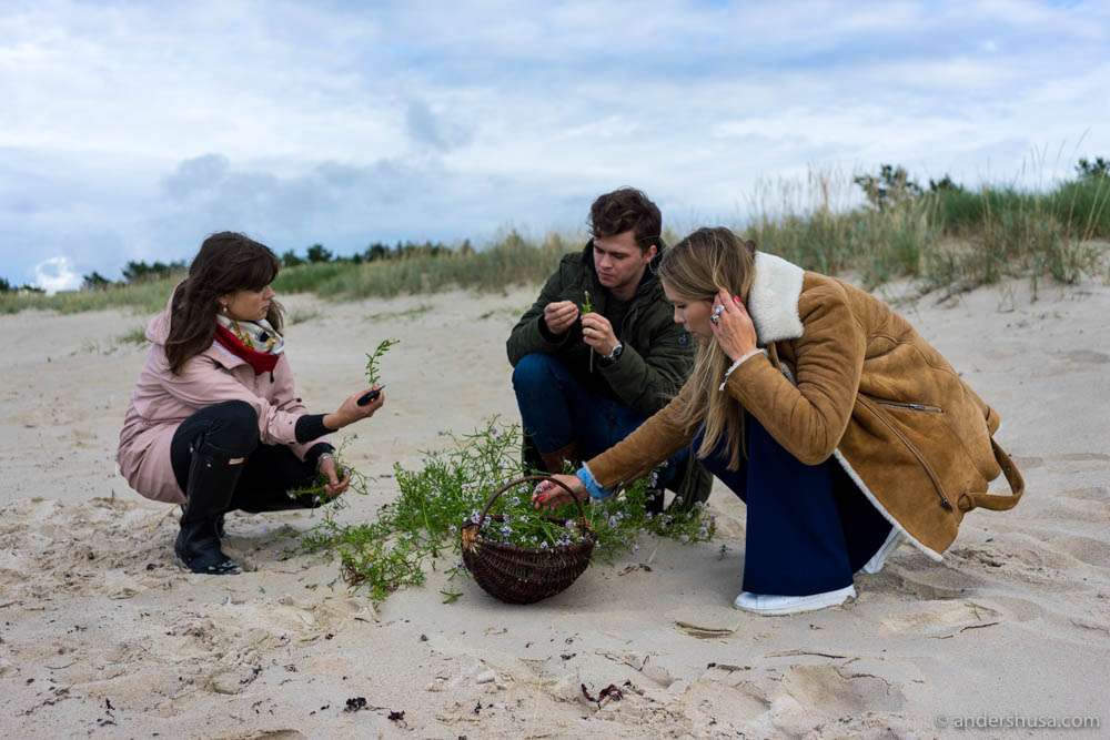 Hedda helps Orm and Maret to pick beach plants