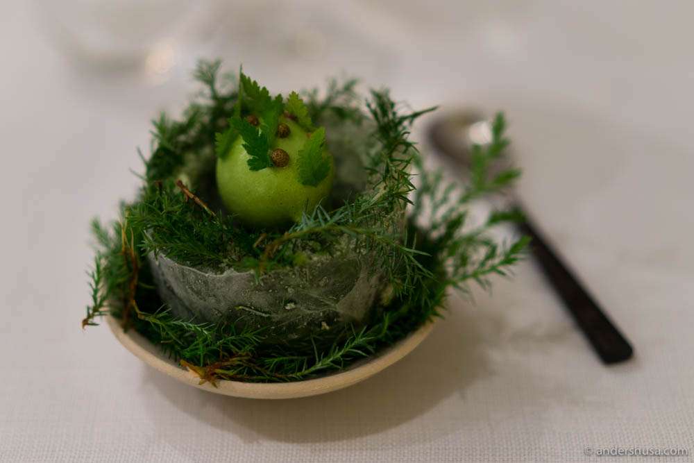 Juniper berries, pine cones, gooseberries & black currants