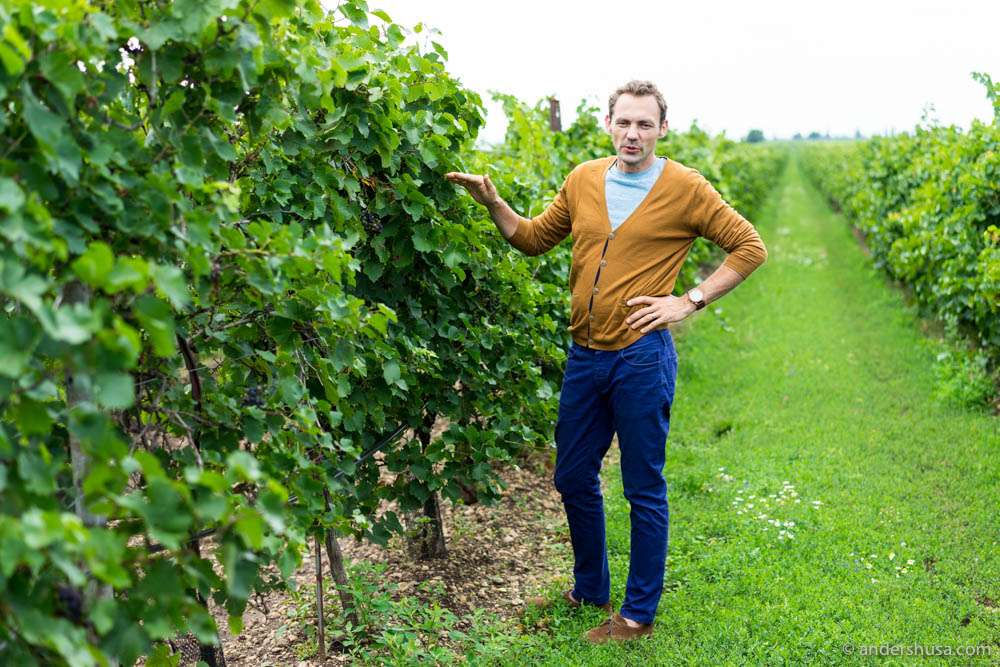 Biodynamic winemaker Werner Michlits in one of the vineyards of Meinklang