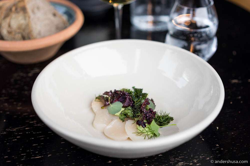 Salted scallops, violet cone cabbage, kale and buttermilk with horseradish