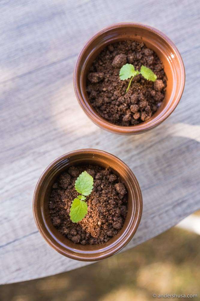 "Flower pot" – strawberries, rhubarb, and chocolate.