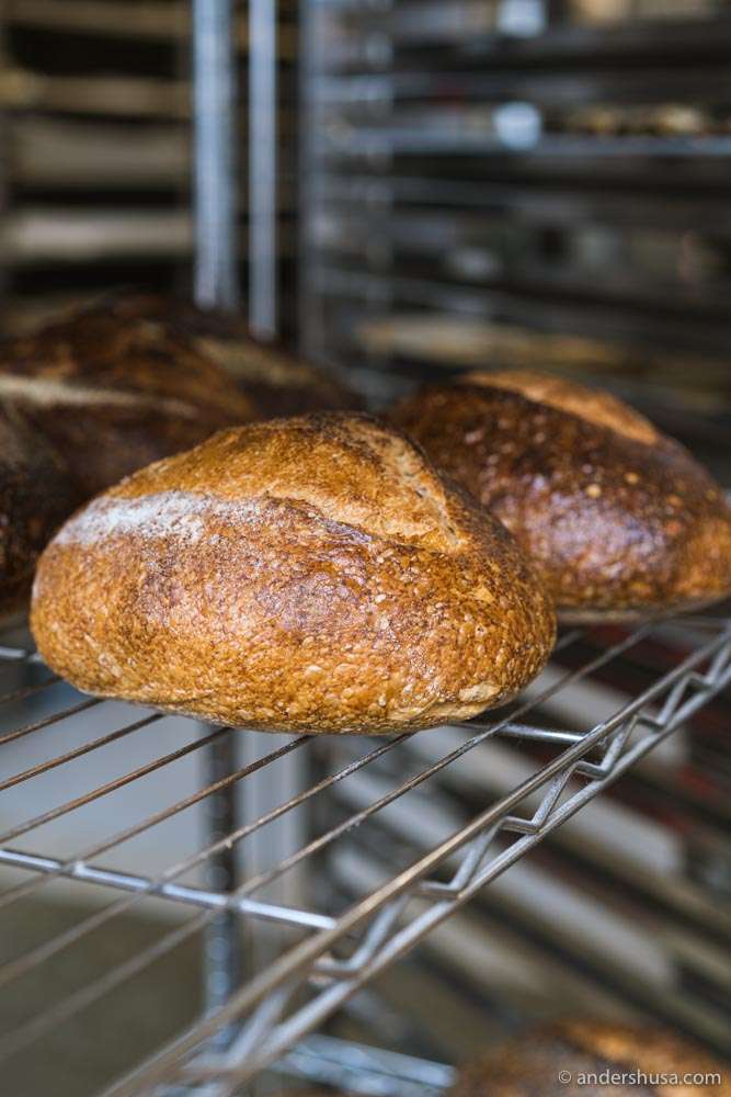 Review Karjase Sai and Barbarea Top Bakery + Pizzeria in Tallinn