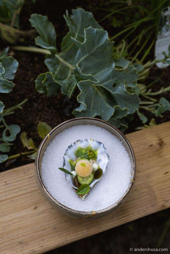 A rooftop oyster serving in the garden.