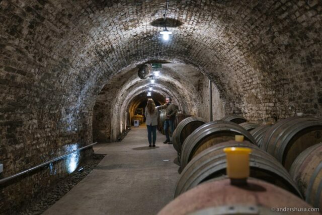 food-and-winery-tour-harvest-in-austria-gut-oggau-heinrich-loimer-taubenkobel-esslokal-best-restaurants-natural-winemakers-wine-foodie-dining-eating-drinking-travel-30