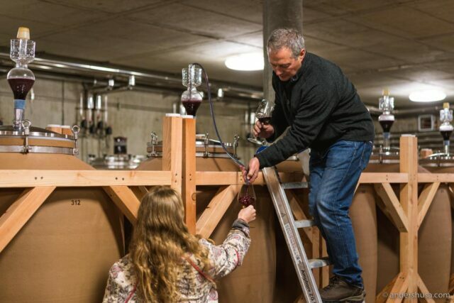 food-and-winery-tour-harvest-in-austria-gut-oggau-heinrich-loimer-taubenkobel-esslokal-best-restaurants-natural-winemakers-wine-foodie-dining-eating-drinking-travel-31